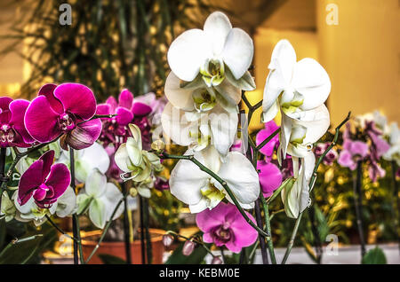 Blooming bianco e viola orchidee sul display vendita piante esotiche Foto Stock