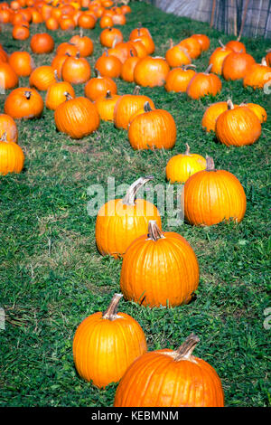Una zucca patch con zucche pronto per il raccolto in una fattoria nello Stato di New York Foto Stock
