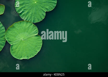 Pacifico e tranquillo concetto . composizione del Verde foglie di lotus nel lago .i dettagli di foglie di loto sull'acqua. Foto Stock
