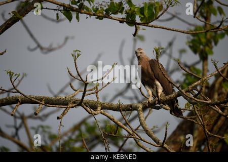 Testa Grigia pesce eagle haliaeetus ichthyaetus in un albero presso il parco nazionale di Kaziranga in Assam Foto Stock