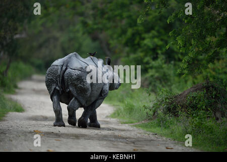 Un corno di rinoceronte presso il parco nazionale di Kaziranga, assam india Foto Stock