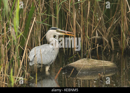 Un airone grigio (Ardea cinerea) che mangia un pesce che ha appena catturato nelle canne. Foto Stock