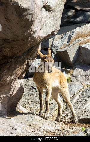 Il capretto di oriente tour caucasica sta giocando a rocce Foto Stock