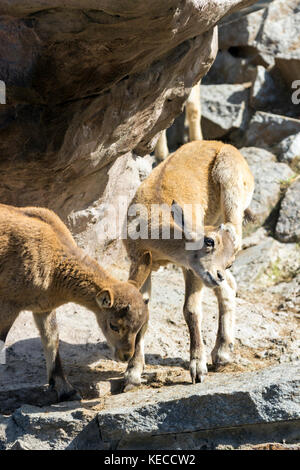 Il capretto di oriente tour caucasica sta giocando a rocce Foto Stock