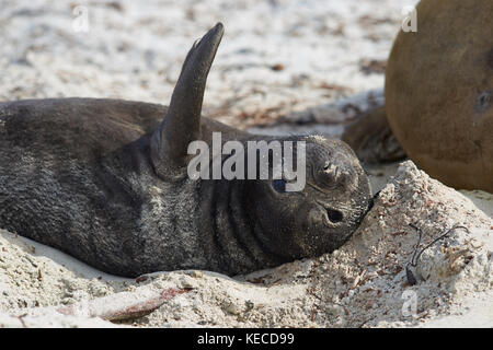 Nata recentemente Elefante marino del sud pup (mirounga leonina) su di una spiaggia di sabbia sulla Sea Lion Island nelle isole Falkland. Foto Stock