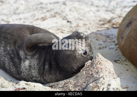 Nata recentemente Elefante marino del sud pup (mirounga leonina) su di una spiaggia di sabbia sulla Sea Lion Island nelle isole Falkland. Foto Stock