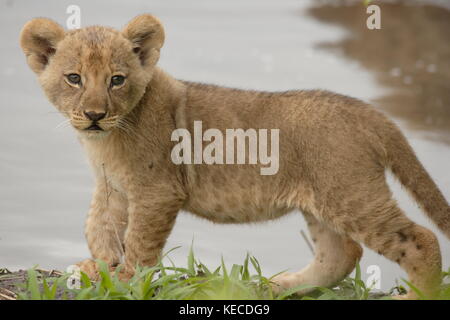 Cub Leone Chobe Foto Stock