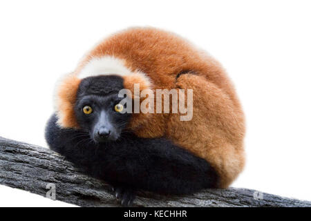 Il limone rosso ruffed (Cercopithecus trascurectus) isolato su bianco Foto Stock