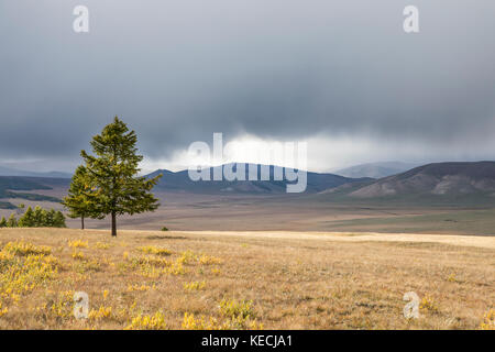 Alberi in un nord paesaggio mongolo Foto Stock