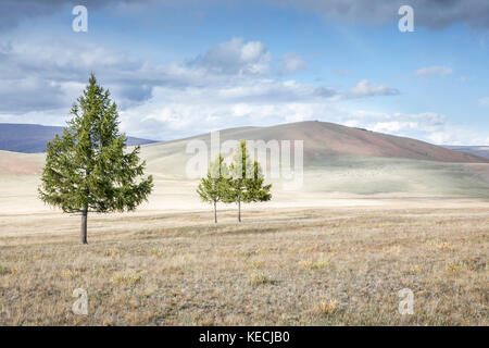 Alberi in un nord paesaggio mongolo Foto Stock