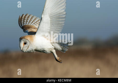 Wild Barbagianni Tito Alba in volo fino in prossimità volare sopra le paludi di Osono riserva naturale Foto Stock