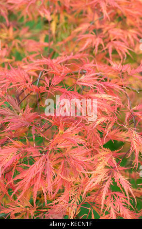 Acer palmatum dissectum "Green Globe' le foglie in autunno. Foto Stock