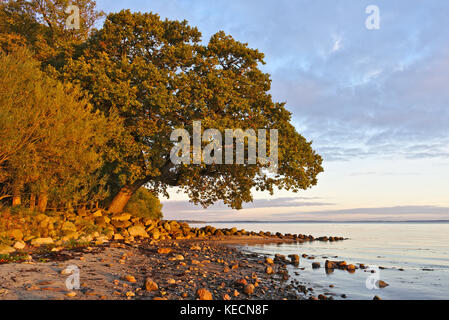 Un enorme albero di quercia su una spiaggia rocciosa appoggiata sopra l'acqua al sole del mattino Foto Stock