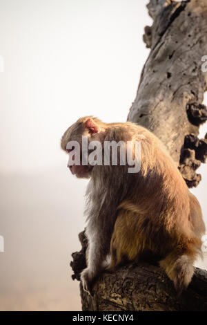 Monkey seduto da solo nella struttura ad albero, Kathmandu Foto Stock