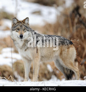 Grigio messicano lupo (Canis lupus baileyi) in inverno Foto Stock