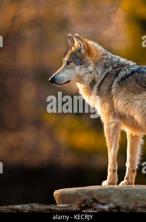 Grigio messicano lupo (Canis lupus) al tramonto Foto Stock