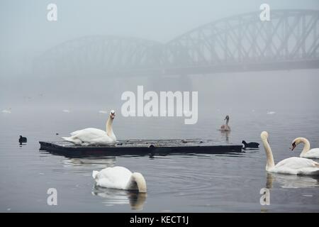 Cigno sul fiume contro il vecchio ponte in ferro nella misteriosa nebbia. autunno mattina nella città. Praga, Repubblica ceca Foto Stock