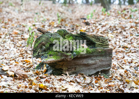 Lo snag curvo coperti da muschio verde su caduto foglie di giallo in una foresta di autunno ot city park. Foto Stock