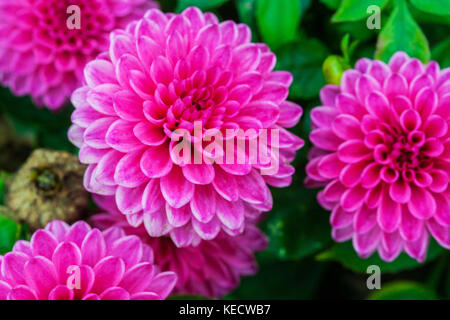 Pink dahlia ' Cassiopea ' fiori in fiore Foto Stock