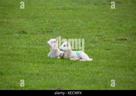 young lambs lying in lush grass Foto Stock