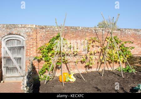 Inglese il giardino murato con zucche sul display Foto Stock