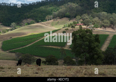 Paesaggio xvi ottobre ,2017 Hunter Valley, Australia. Un vino di lavoro vigneto all'inizio di una nuova stagione di crescita nel Nuovo Galles del Sud, Australia Foto Stock