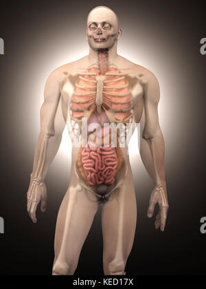 La visualizzazione 3D di anatomia umana. Gli organi interni in un semi trasparente corpo maschio. Foto Stock