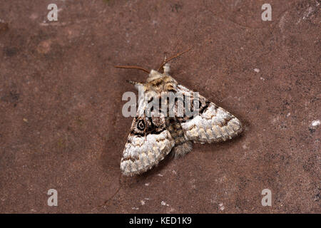 Dado albero di tussock moth (colocasia coryli) falena adulta con ali stese, in procinto di prendere il volo, monmouth, Galles, luglio Foto Stock