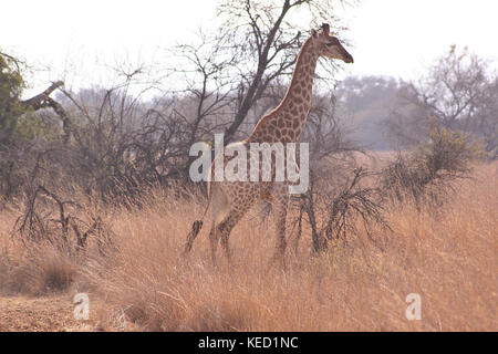 La giraffa nella Provincia di Limpopo, Sud Africa Foto Stock