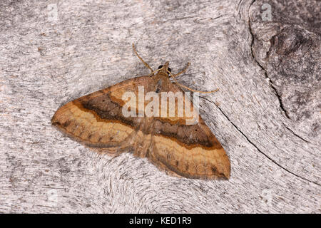 Ombreggiato ampio bar tarma (scotopteryx chenopodatia) adulto a riposo sul tronco di albero, monmouth, Galles, luglio Foto Stock