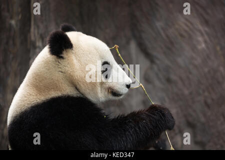 Panda di mangiare il bambù isolato con sfondo sfocato Foto Stock