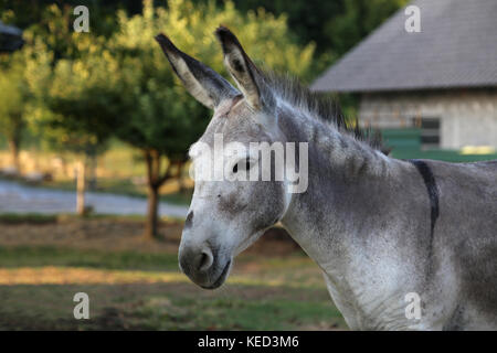 Asini grigi all'aria aperta Foto Stock