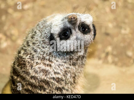 Meerkat, guardando indietro Foto Stock