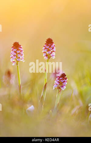 Bruciato-punta orchidea (neotinea ustulata) in un prato, Turingia, Germania Foto Stock