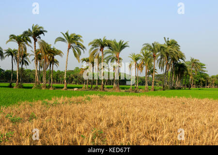 I raccolti di campo data e le palme in jessore, Bangladesh. Foto Stock