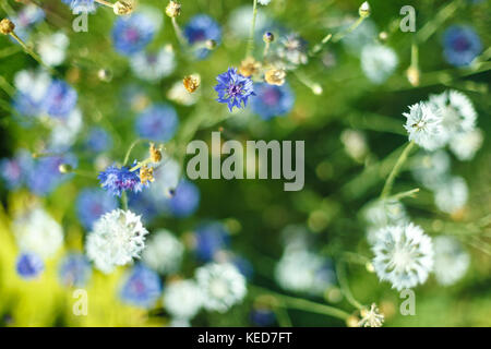 Fiore di cicoria in giardino Foto Stock