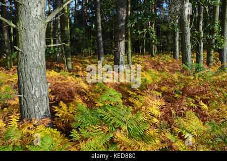 Fowberry boschi, i colori autunnali Foto Stock