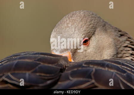 Graylag goose (Anser anser), Amburgo, Germania, Europa Foto Stock