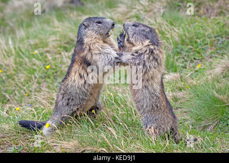 Alpine marmotta (Marmota marmota), il Grossglockner, Alti Tauri, Carinzia, Austria, Europa Foto Stock