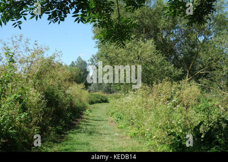 Whetmead Riserva Naturale, Witham, Essex, Regno Unito Foto Stock