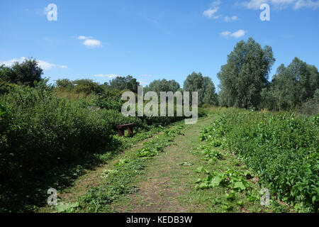 Whetmead Riserva Naturale, Witham, Essex, Regno Unito Foto Stock