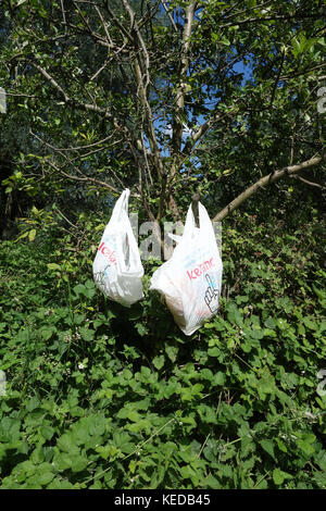 Sacchetti di plastica appeso da alberi, Whetmead Riserva Naturale, Witham, Essex, Regno Unito Foto Stock