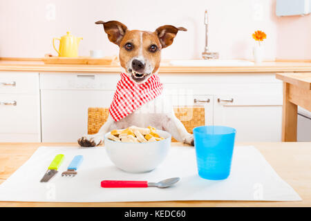 Funny fame jack russell cane in cucina per cucinare o mangiare sulla tavola , smacking Foto Stock