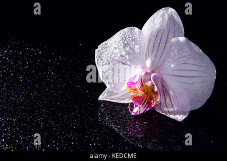 Una orchid fiore con gocce di acqua e la riflessione su uno sfondo nero Foto Stock