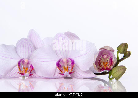 Fiori di orchidea con la riflessione su sfondo bianco Foto Stock