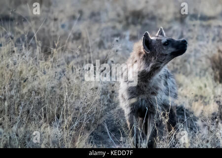 Bella spotted hyena prendendo in luce del sole della mattina (set di 3) Foto Stock