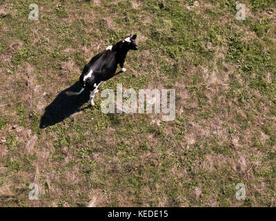 Vista aerea di un bianco e nero mucca pascolare su un campo verde in Italia Foto Stock