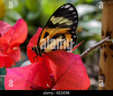 Messa a fuoco selettiva su un mechanitis polymnia butterfly visto dal lato su un rosso fiori di bouganvillea Foto Stock