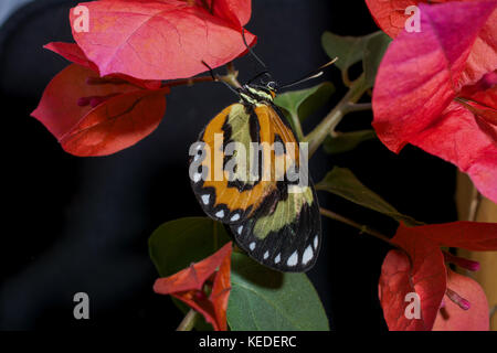 Messa a fuoco selettiva su un mechanitis polymnia butterfly sottosopra visto dal lato su un rosso fiori di bouganvillea Foto Stock