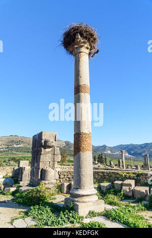 Nido di cicogne sul pilastro. Le rovine romane, antica città romana di Volubilis. Il Marocco. Il Nord Africa Foto Stock